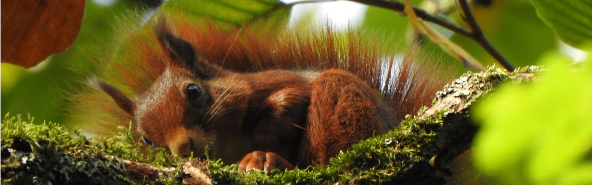 Quand les noisettes oubliées des écureuils permettent la pousse d’arbres