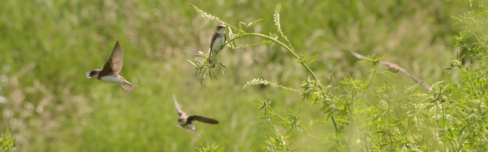Concertation citoyenne : donnez de la voix à la nature !