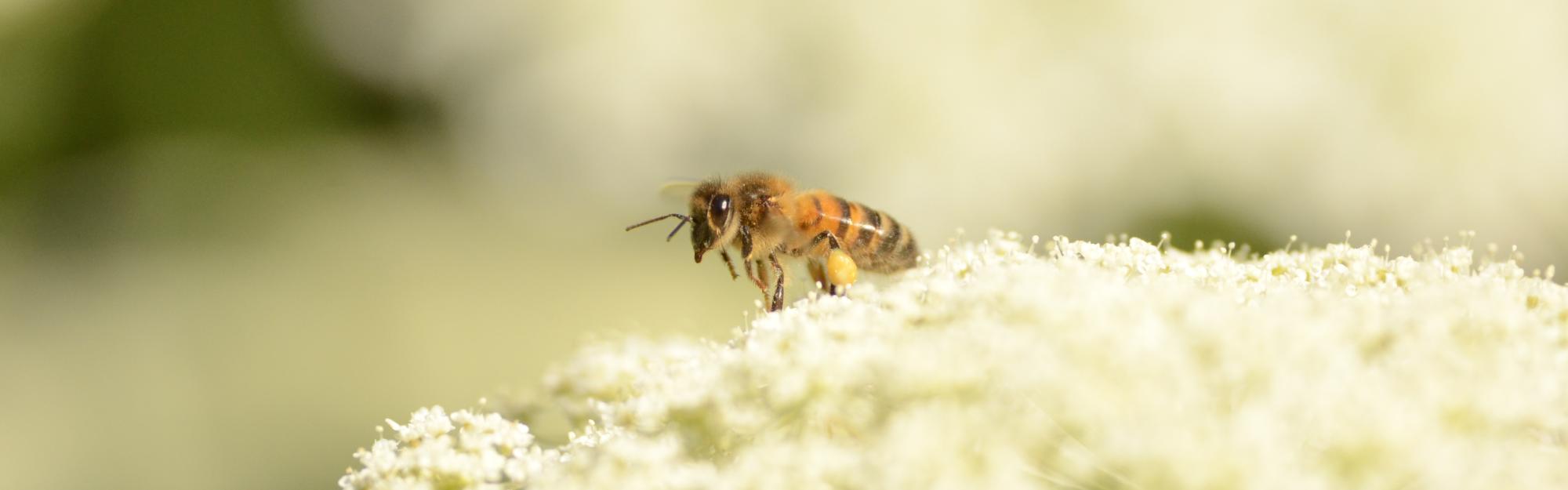 "Dans les juMELles": Mai 2026, les abeilles solitaires