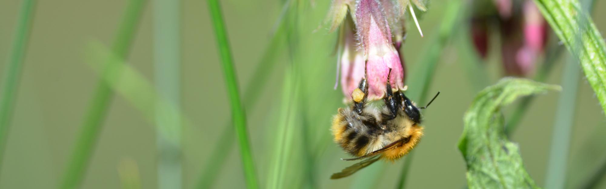 Partage d'expérience : le retour du Bourdon