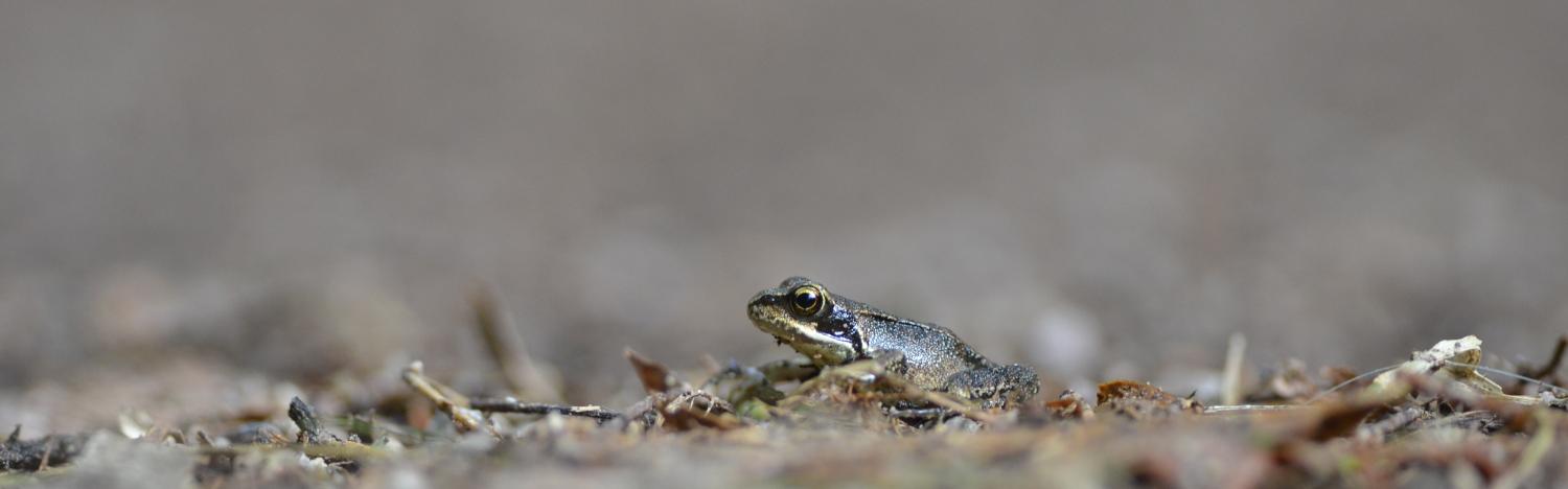 L’opération de protection des amphibiens sur le site de la Canteraine et de la Platière se poursuit