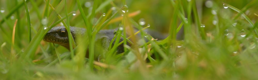 Fermeture nocturne temporaire de la rue Neuve Voie à Emmerin et Haubourdin : un engagement pour la protection des amphibiens