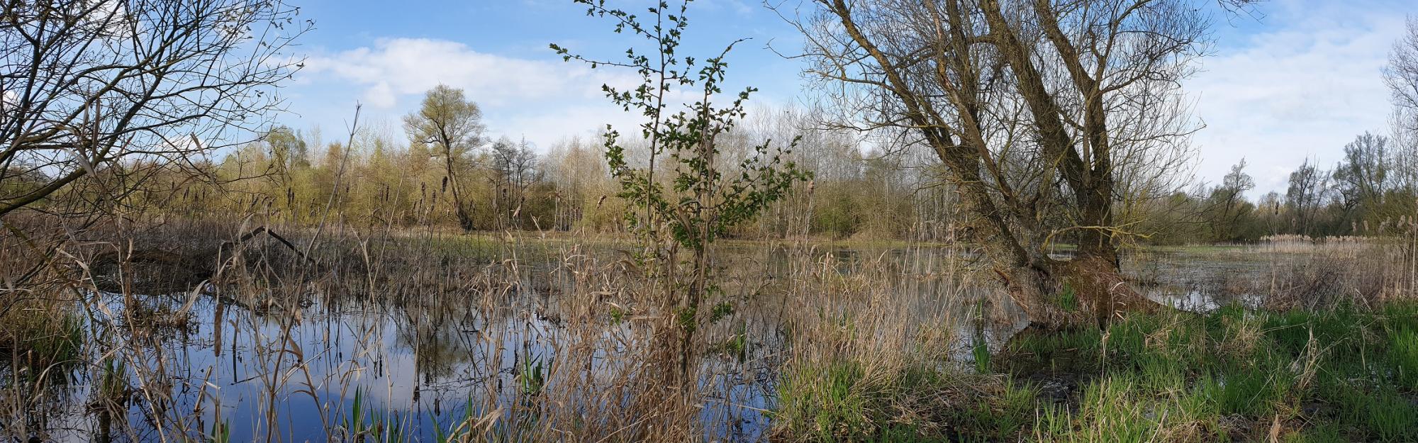 Préserver les amphibiens du Marais de la Canteraine