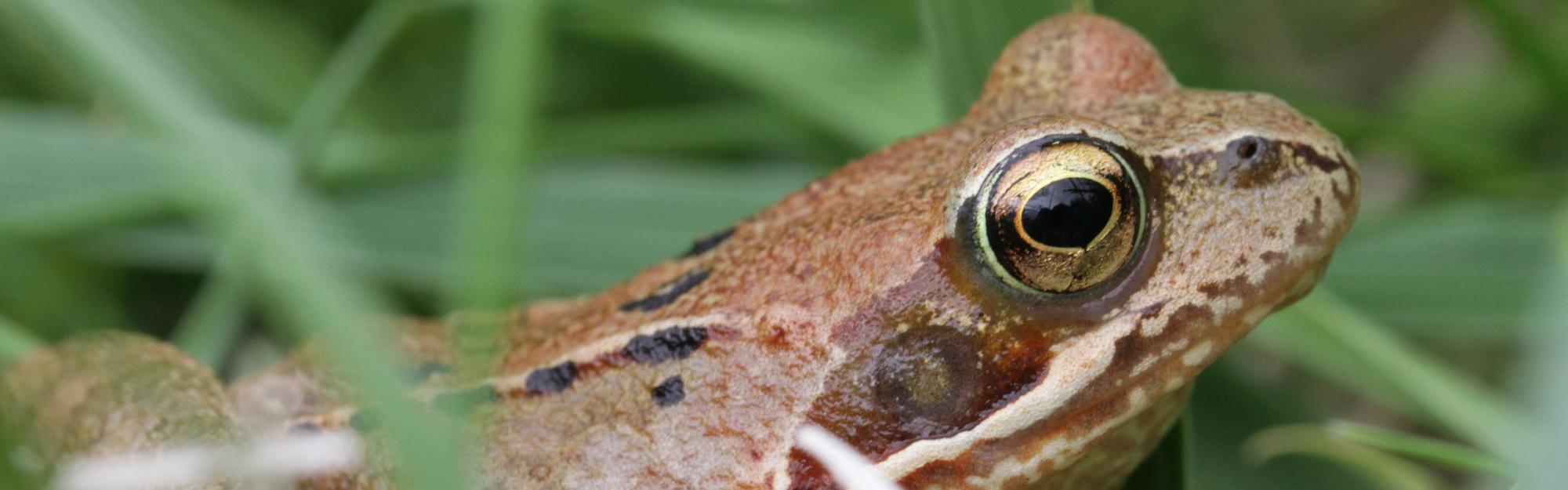 "Dans les juMELles ": Avril 2026, les amphibiens