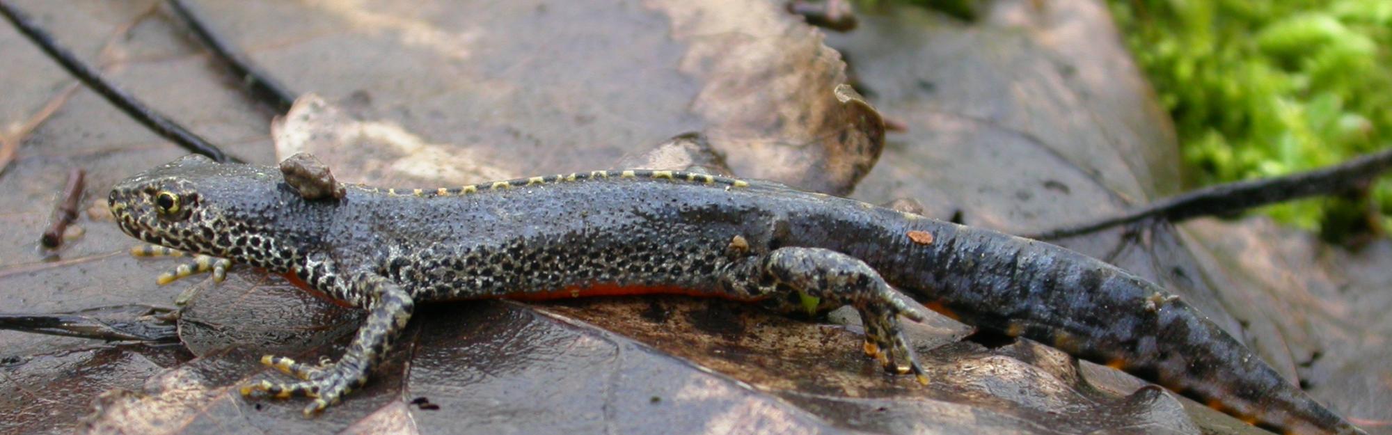 L'opération de protection des amphibiens se poursuit sur le site de la Canteraine et de la Platière