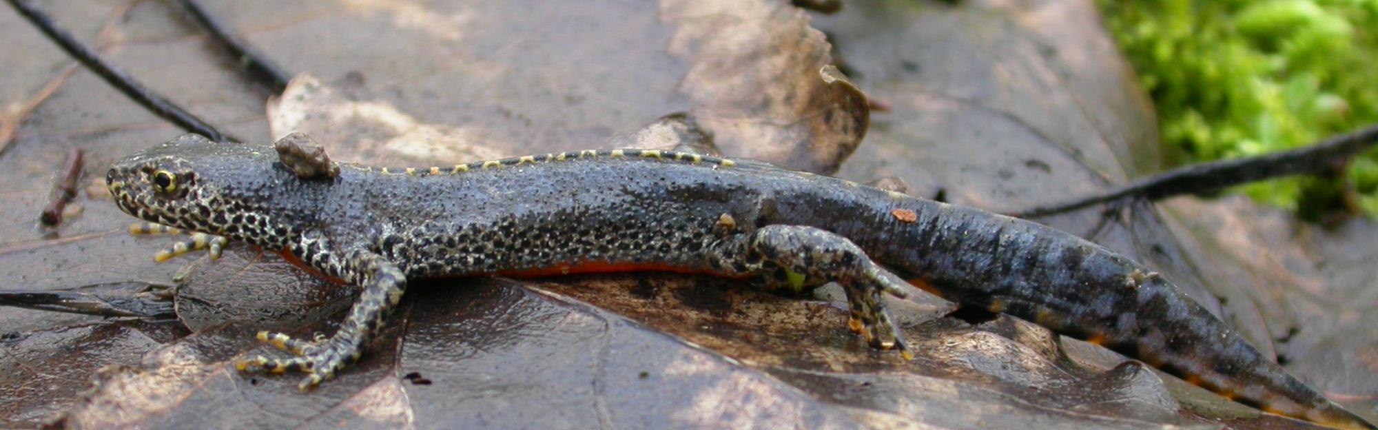 Protégeons les amphibiens : adoptons les bons réflexes !