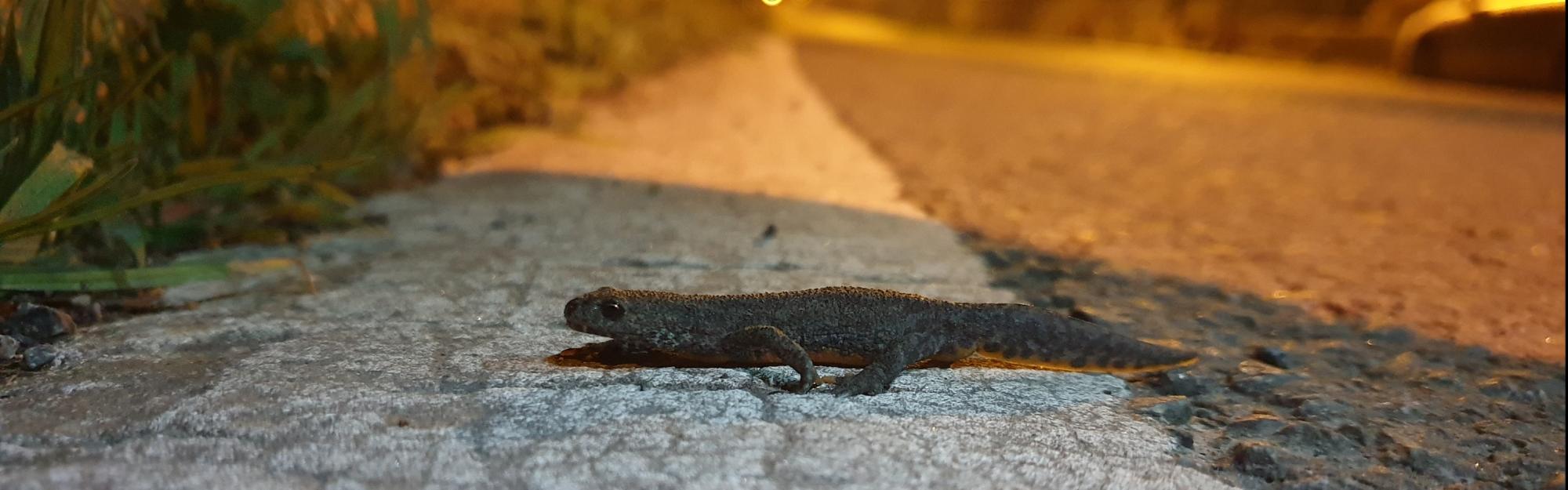 Protection des amphibiens : premiers résultats encourageants après la fermeture de la rue Neuve Voie à Emmerin / Haubourdin