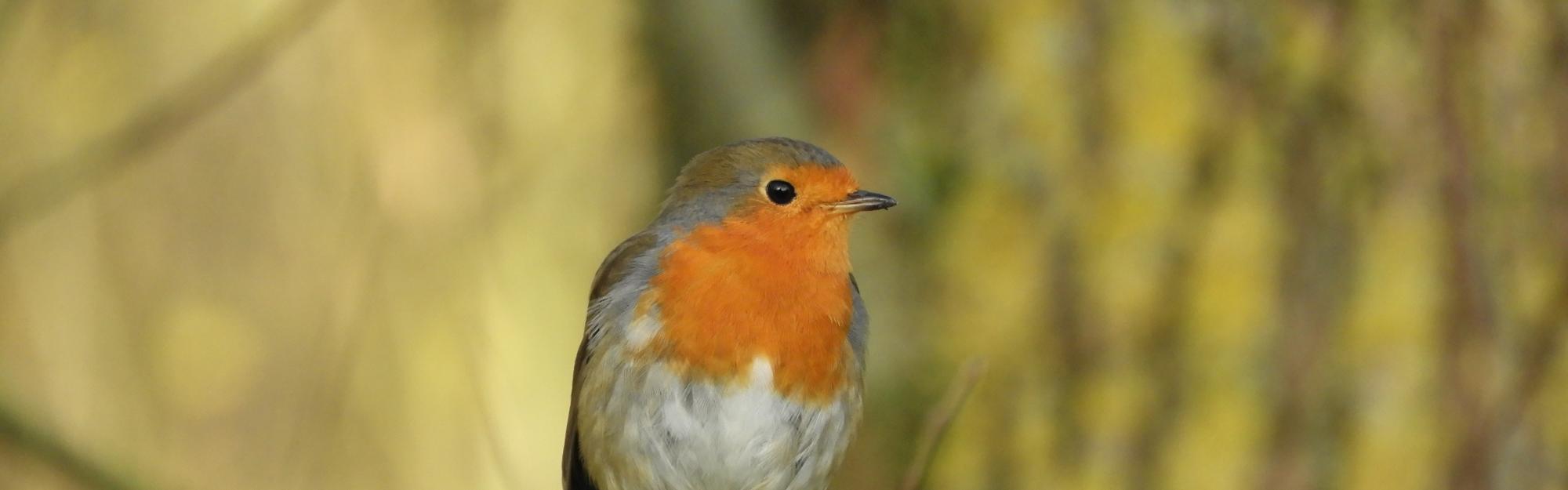 Partage d'expérience avec la nature : le chant du rouge gorge