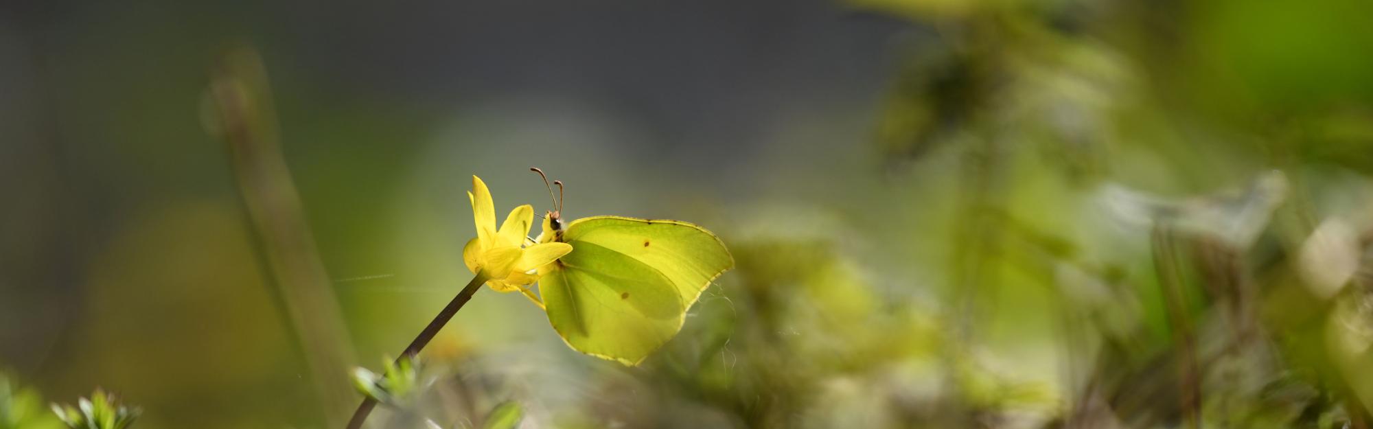 Partage d'expérience avec la nature : l'hivernation du citron