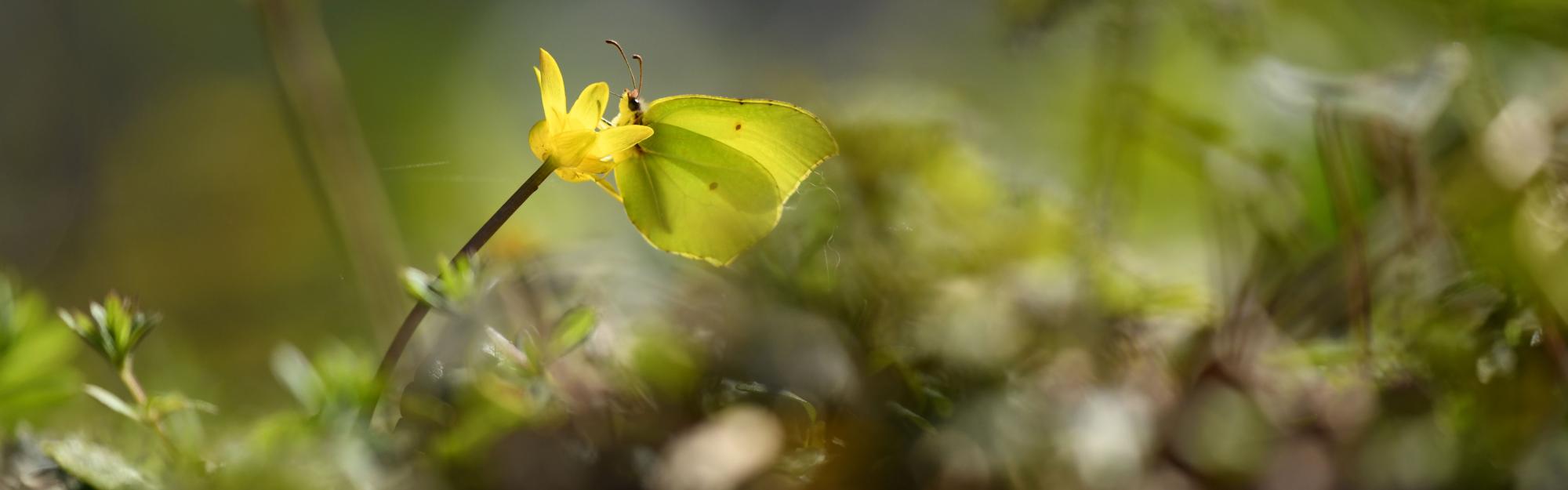 En septembre, une rentrée en douceur avec treize balades naturalistes gratuites dans les Espaces Naturels métropolitains
