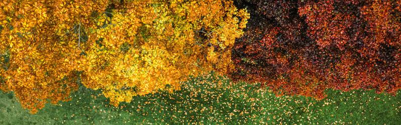 Et si l’on changeait notre regard sur les feuilles mortes ?