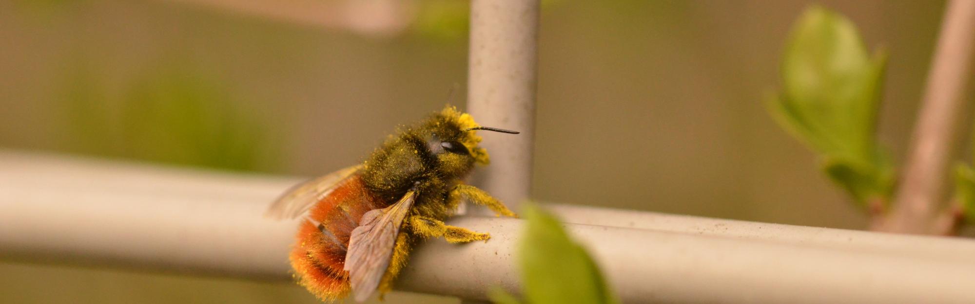 L’Osmie cornue : pollinisatrice pionnière du printemps