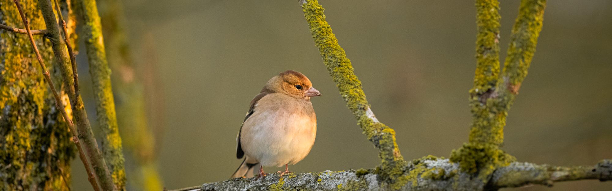 Faune, flore, habitats: de nouveaux chiffres dans les Portraits de communes