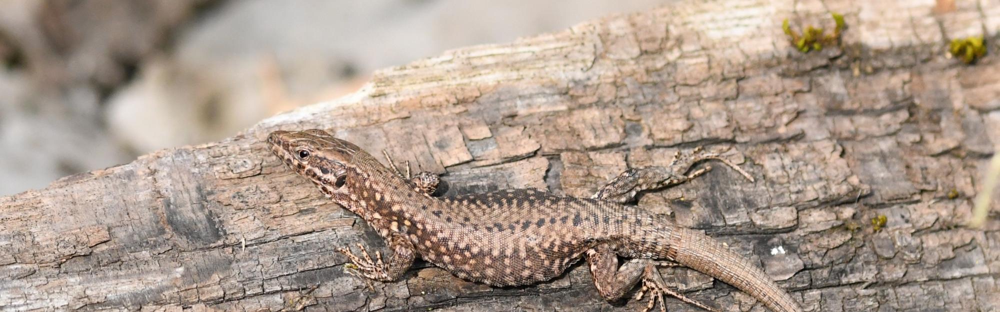 FOCUS ÉCOGARDES -  Le Lézard des murailles (Podarcis muralis)