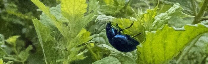 Le programme des balades naturalistes du mois d'août