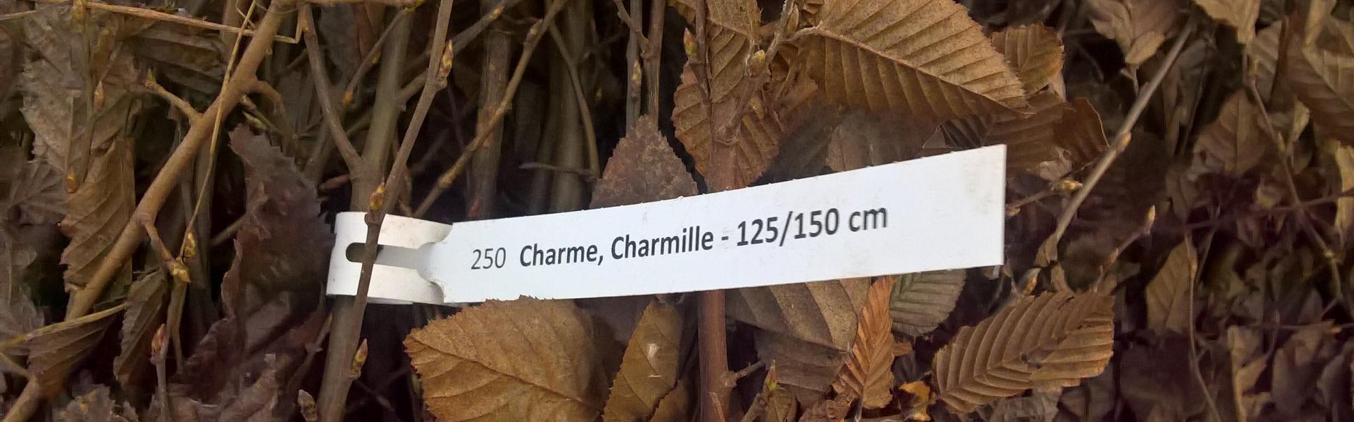 Plantons le décor… ensemble !