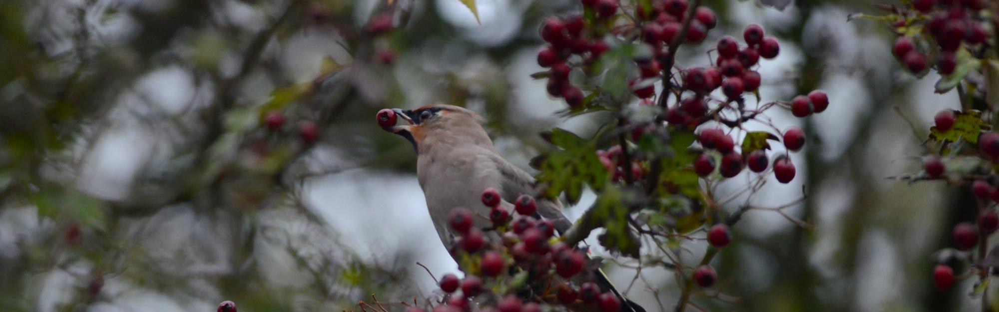 La cantine d’hiver de la biodiversité : le rôle clé des plantes locales