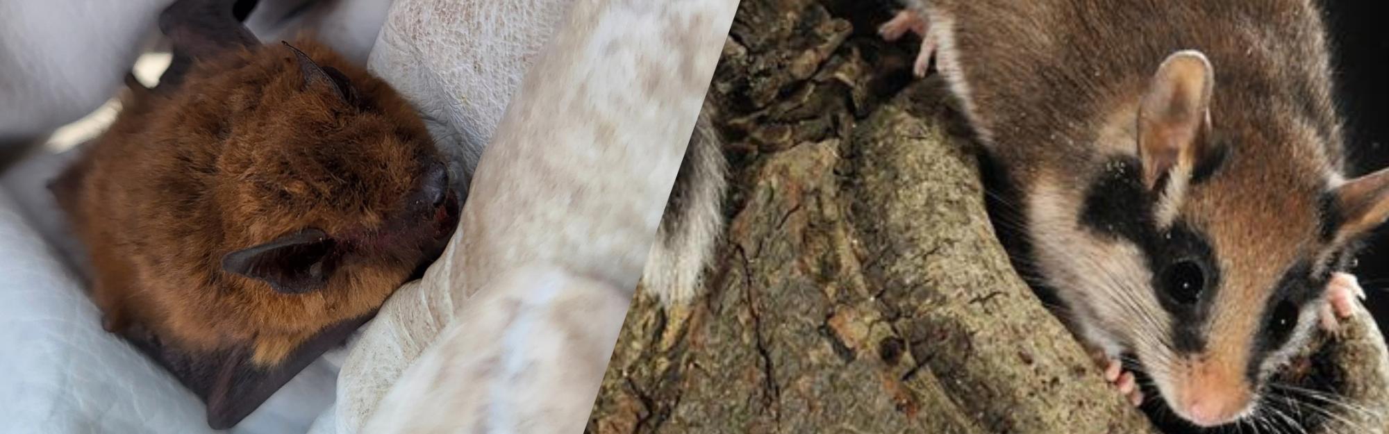 Le 3 mars : journée mondiale de la vie sauvage