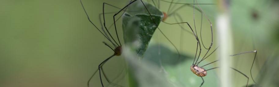 Septembre : le mois idéal pour le retour des araignées dans nos maisons