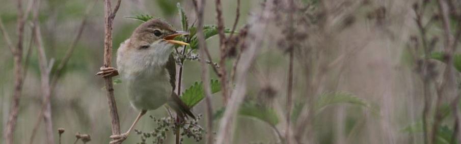 Pourquoi il ne faut plus tailler ses haies après le 15 mars ?