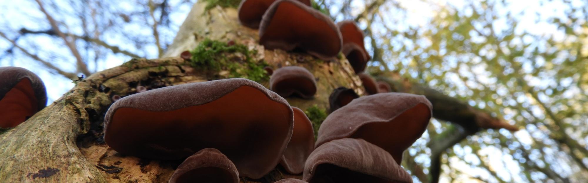 Nature partout, Nature chez vous : les champignons
