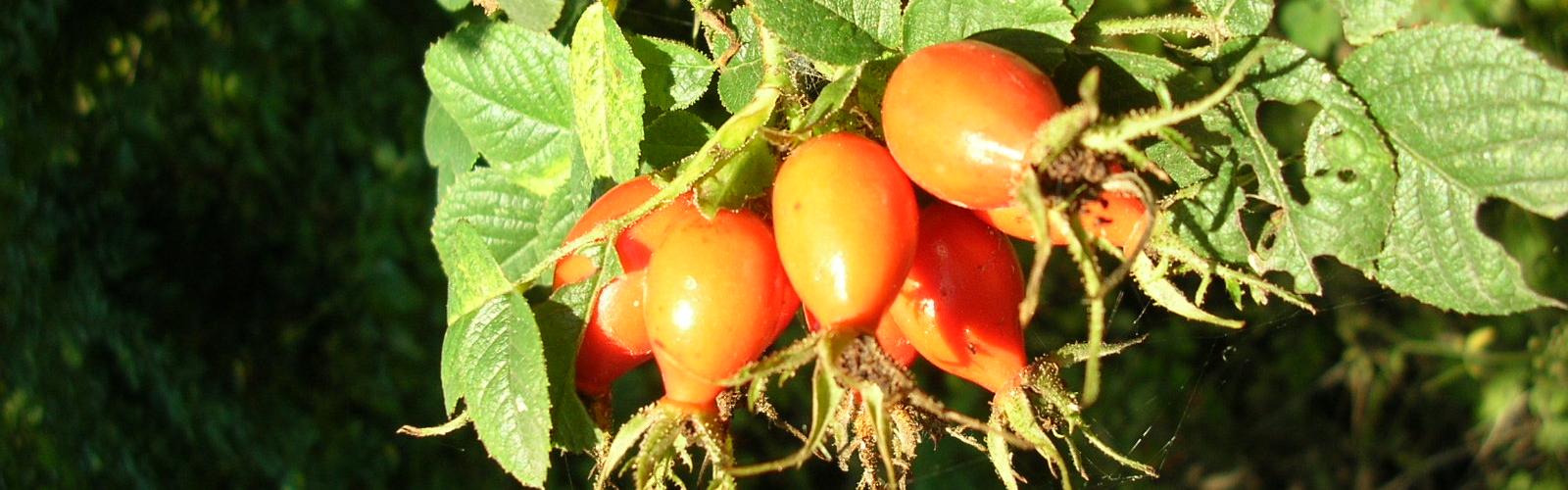 Partage d'expérience avec la nature : l'églantier