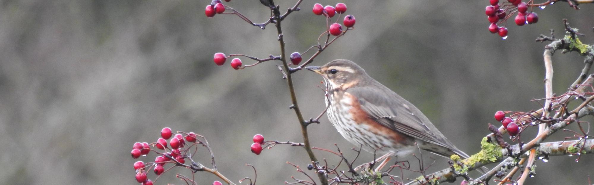 Aubépine et Grive mauvis : s’allier pour survivre