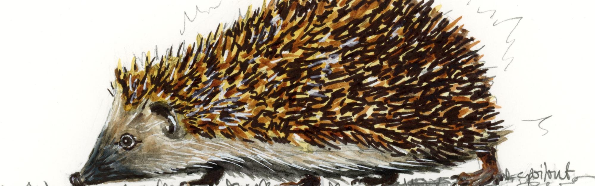 Comment aider les hérissons à passer l’hiver