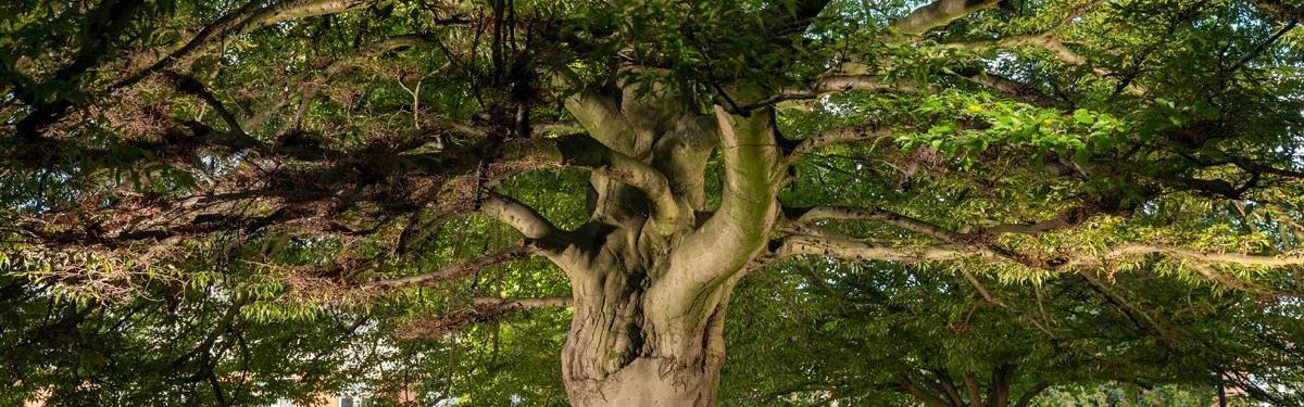 Concours de « l’Arbre de l’année » 2025 : Prix du Jury pour le hêtre lacinié d’Hellemmes !