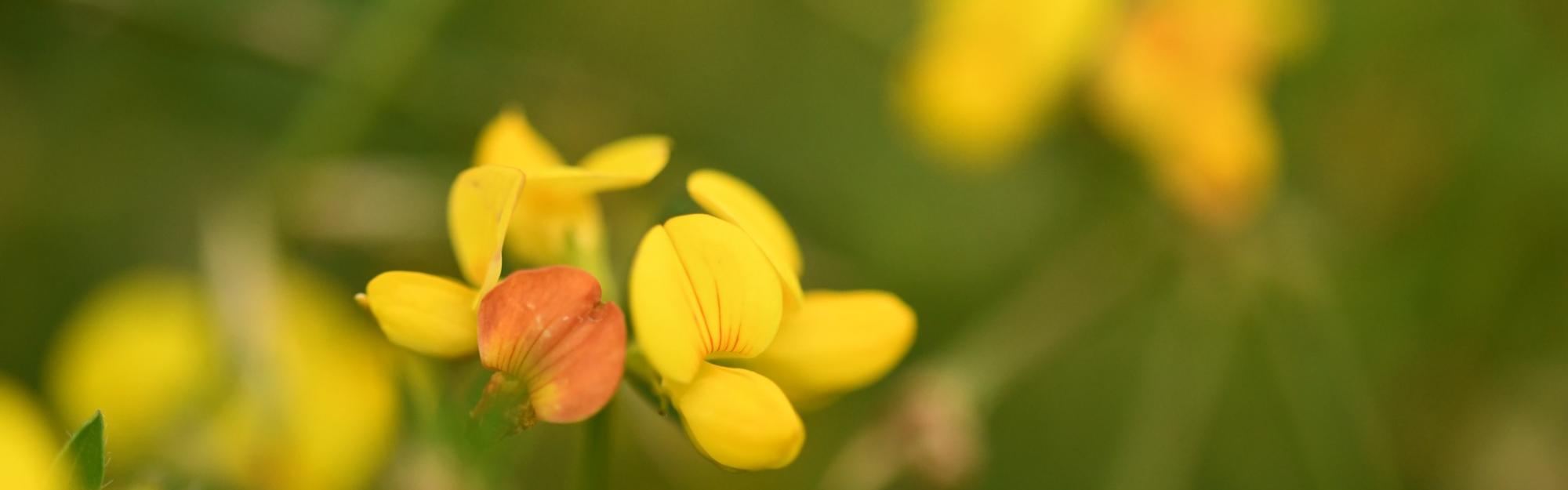 Nature partout, Nature chez vous : le Lotier corniculé