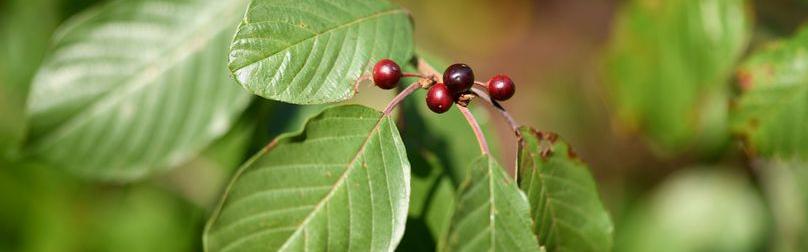 Nature partout, Nature chez vous : la Bourdaine