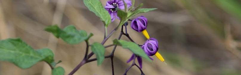 Nature partout, Nature chez vous : la Morelle douce-amère