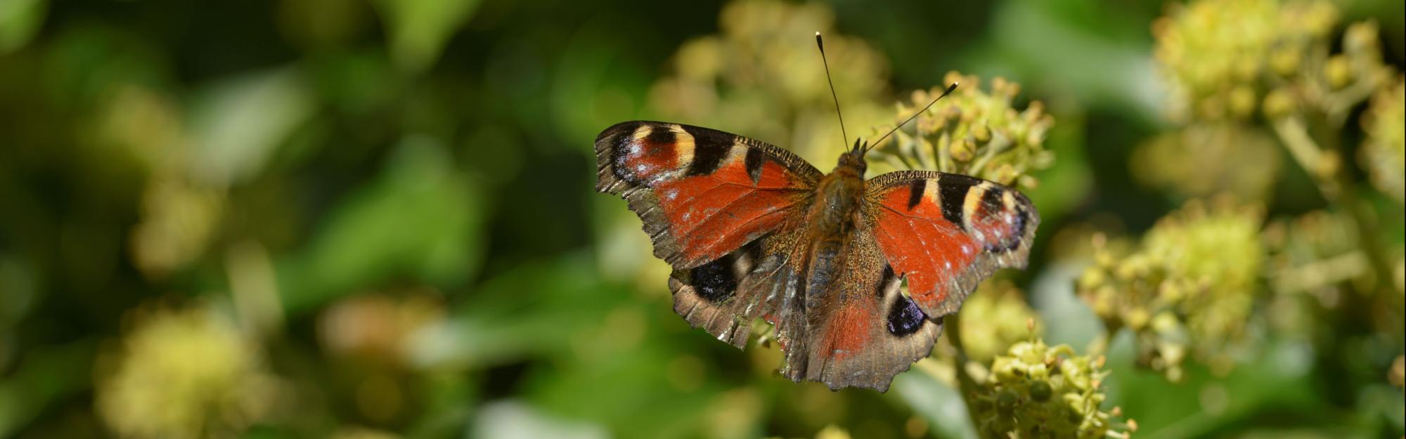 Le Paon-du-jour : ce papillon qui illumine l’automne 