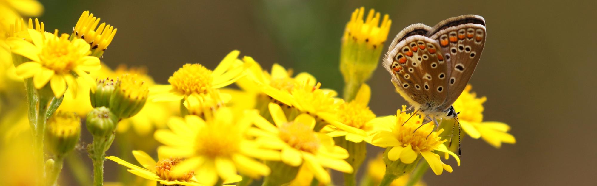 Où sont passés les papillons ?