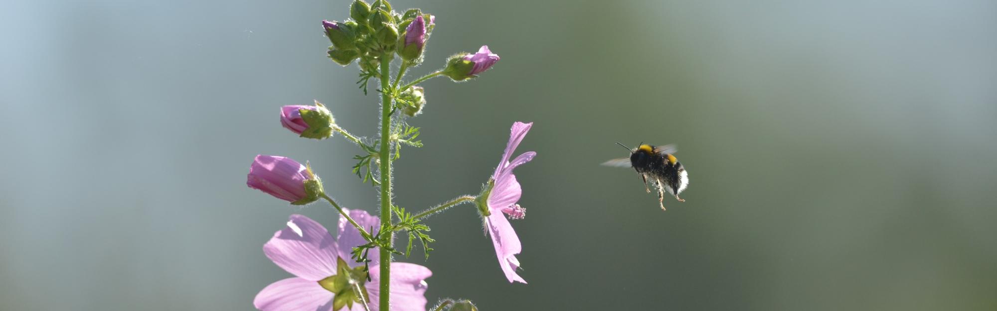 Nature partout, Nature chez vous : la pollinisation
