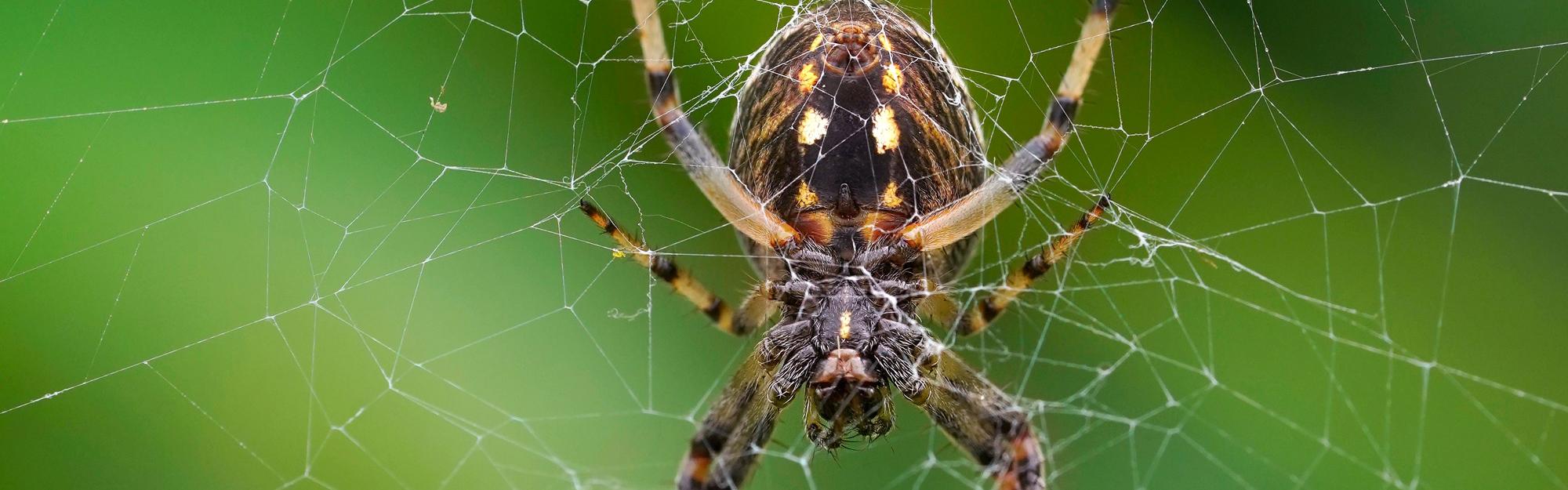 Dans les juMELles : septembre les araignées