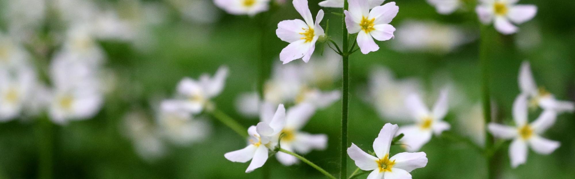 Nature partout, Nature chez vous : l’Hottonie des marais