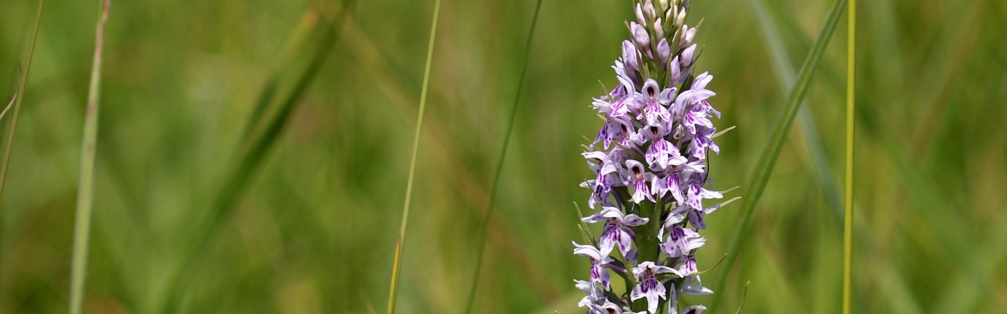Nature partout, Nature chez vous : les prairies
