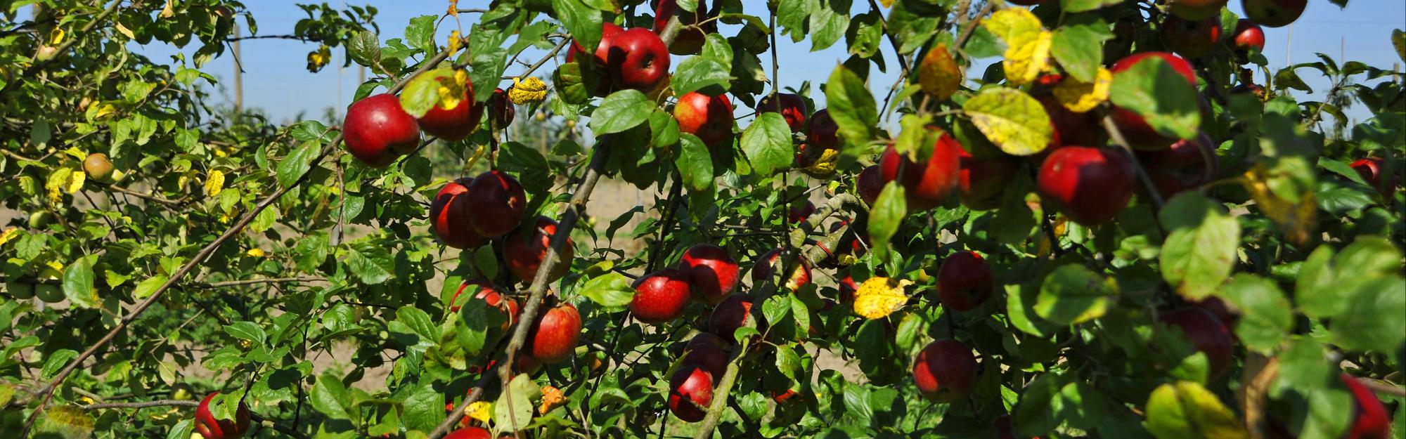 Novembre : c&#039;est le moment  idéal pour planter les fruitiers !