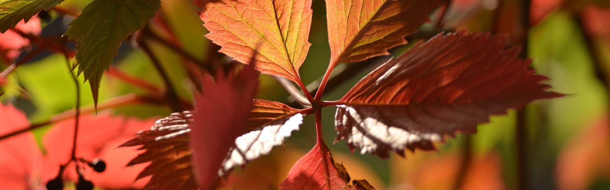 En octobre, la MEL invite à découvrir 13 nouvelles balades gratuites aux couleurs de l’automne