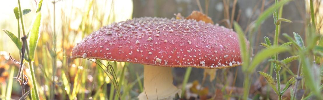 Jusqu&#039;au 3 novembre, 12 nouvelles balades gratuites pour découvrir la faune et la flore métropolitaines