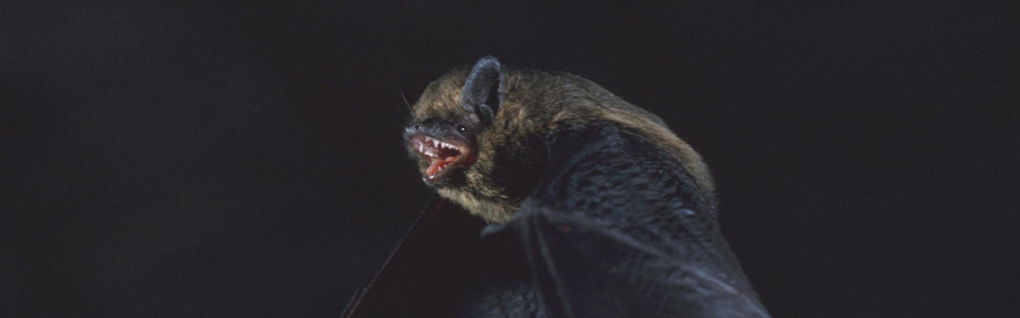 "Dans les juMELles" : août  2026 : la Chauve-souris