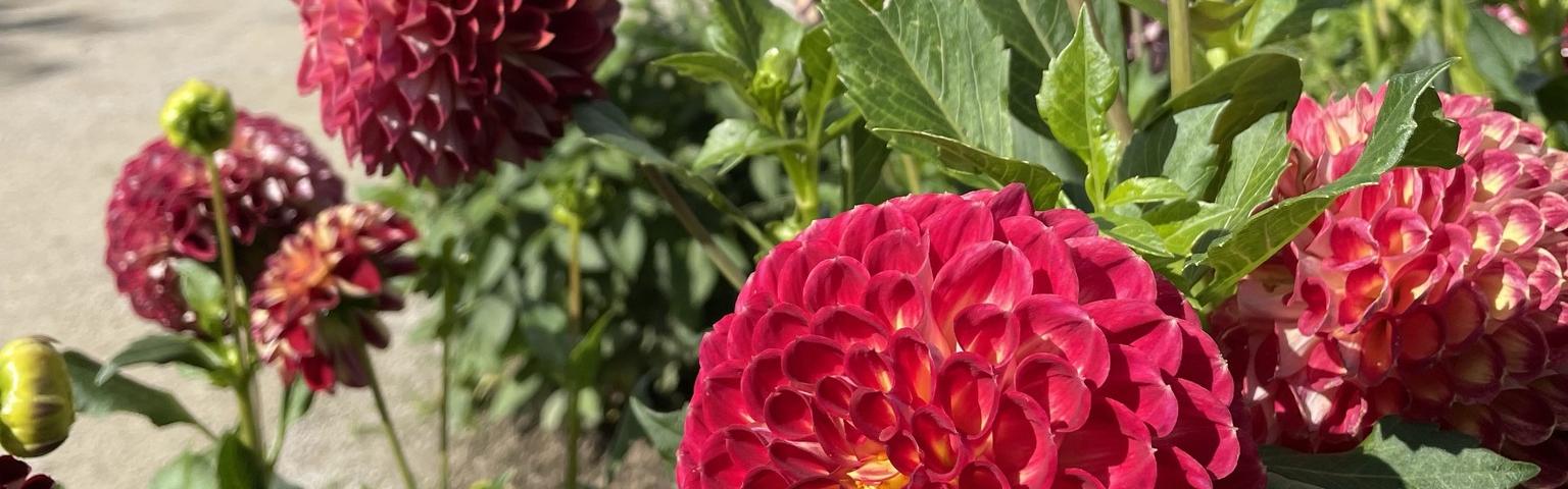 La plante vedette du moment : le dahlia à Mosaïc