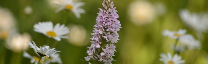 En juillet et août, savourez l’été à travers 22 balades naturalistes gratuites dans les Espaces Naturels métropolitains