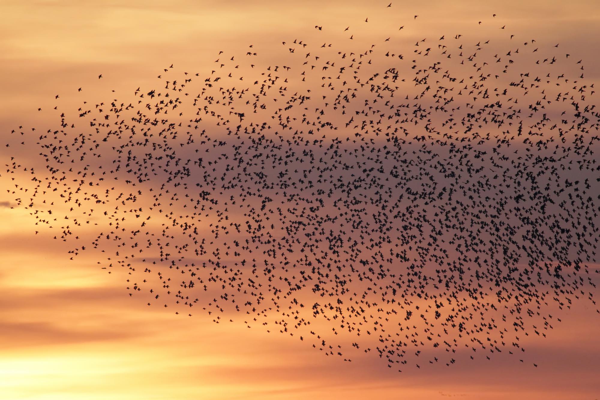 La MEL s&#039;est engagée dans la réalisation des Atlas de la Biodiversité Communale