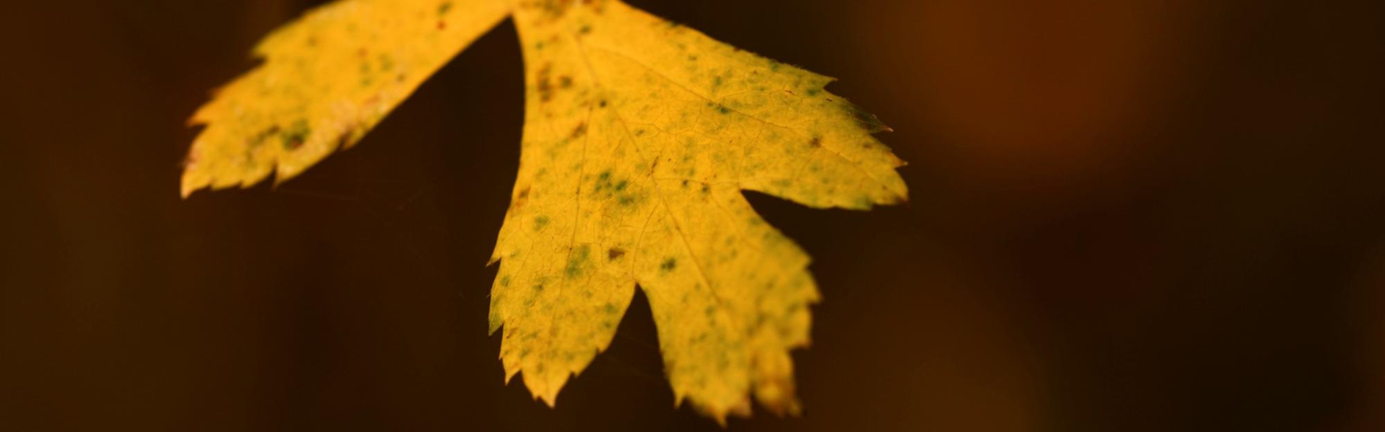 Nature partout, Nature chez vous : les feuilles d’automne