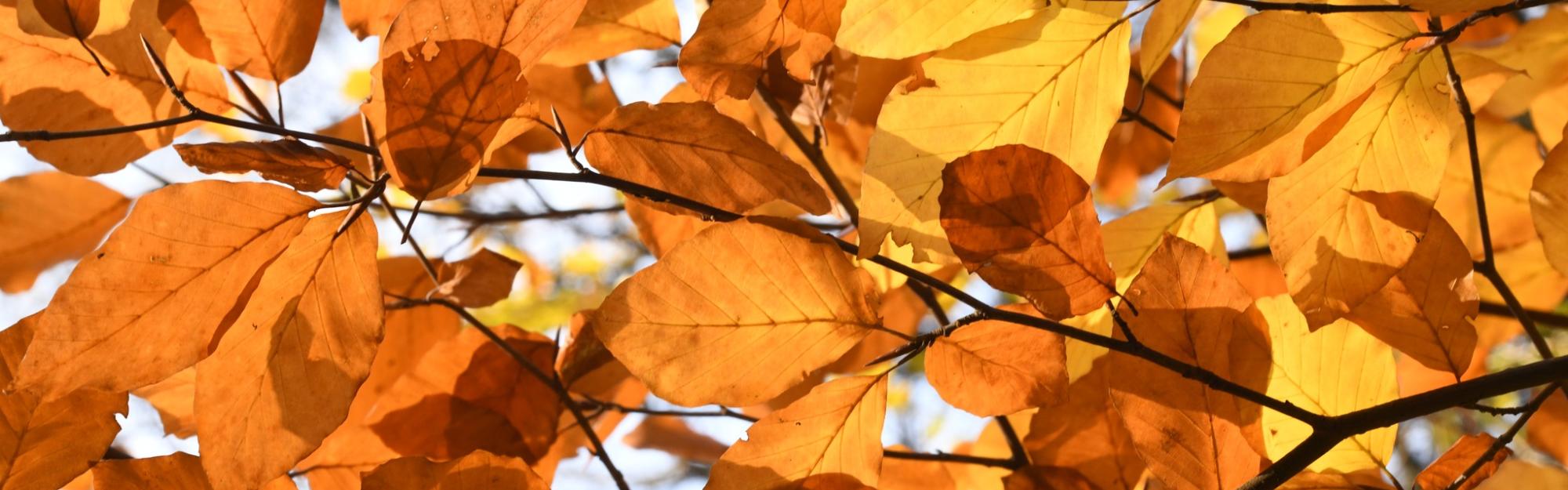 Nature partout, Nature chez vous : le Hêtre commun