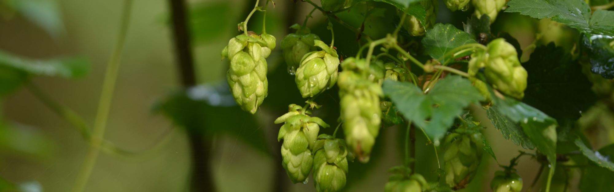 Nature partout, Nature chez vous : le Houblon sauvage