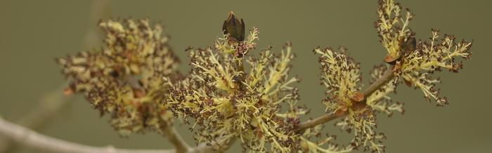 En avril, 16 balades gratuites pour découvrir le réveil de la nature dans les Espaces Naturels de la MEL 