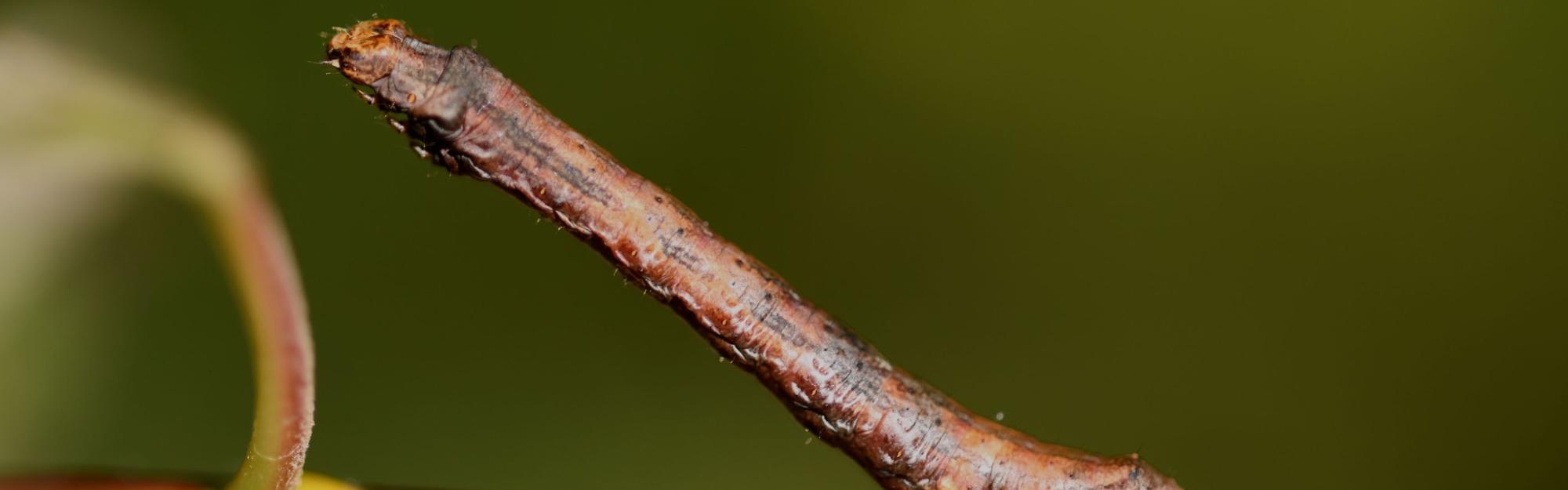 Nature partout, Nature chez vous : la Boarmie crépusculaire